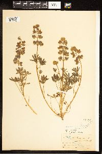 Lupinus nanus image