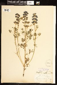 Lupinus nanus image
