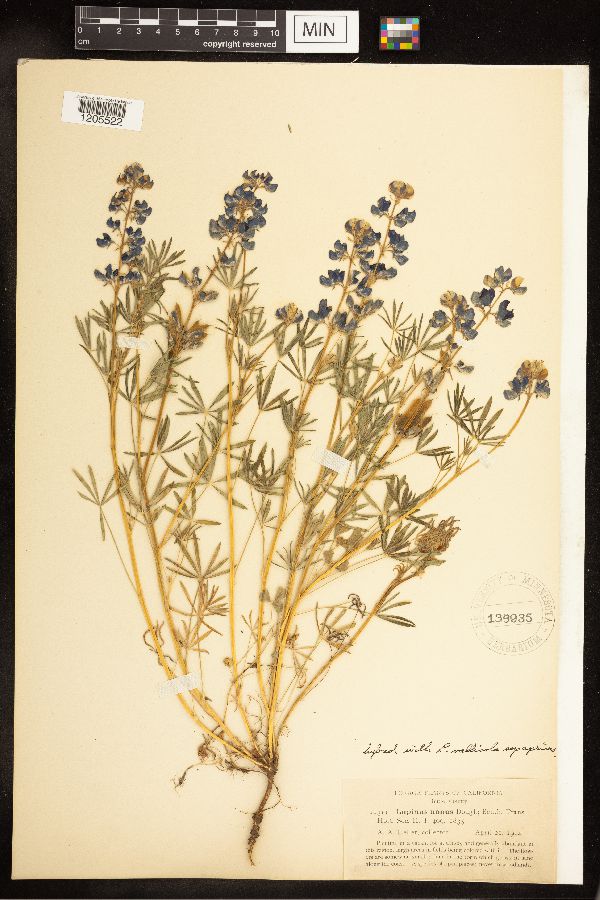 Lupinus nanus image
