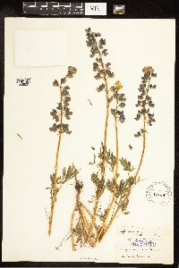 Lupinus nanus image