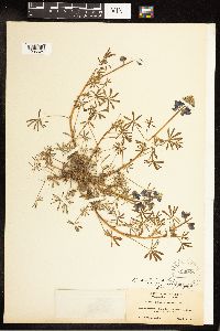 Lupinus nanus image