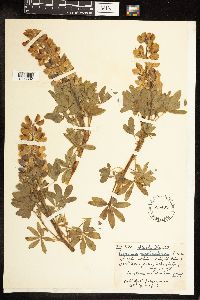 Lupinus nootkatensis image