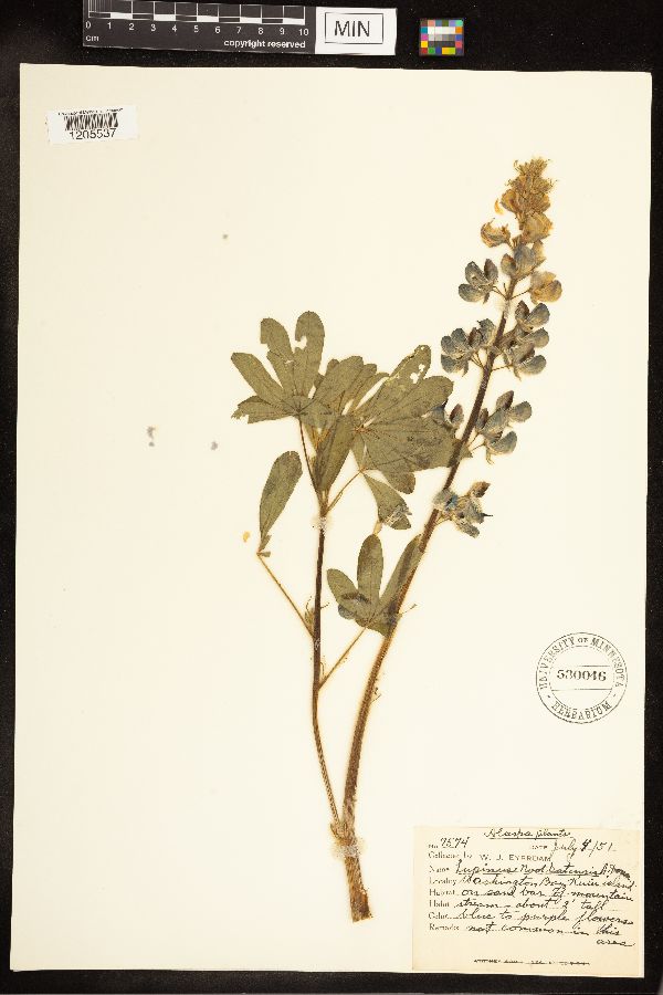 Lupinus nootkatensis image