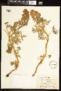 Lupinus nootkatensis image