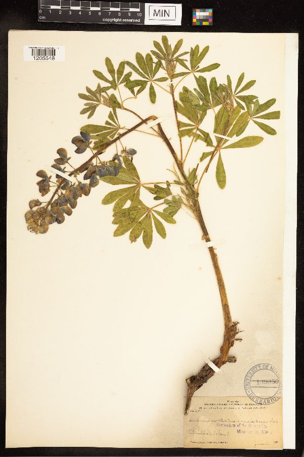 Lupinus nootkatensis var. fruticosus image