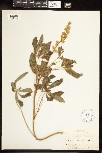 Thumbnail image of current specimen