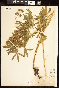 Lupinus sericeus image
