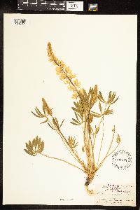 Thumbnail image of current specimen