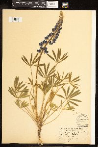 Lupinus sericeus image