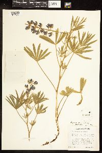 Lupinus sericeus image