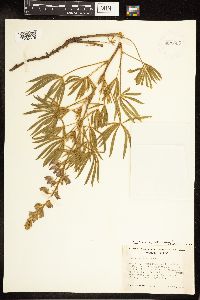 Thumbnail image of current specimen