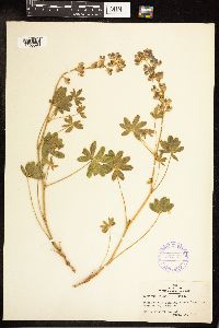 Lupinus argenteus image