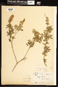 Lupinus argenteus image