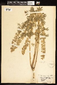 Lupinus argenteus image