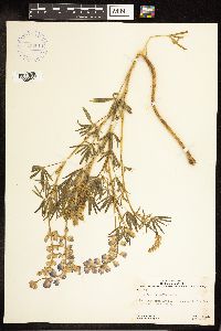 Lupinus argenteus image