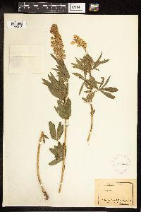 Lupinus argenteus image