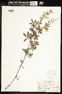 Lupinus argenteus image