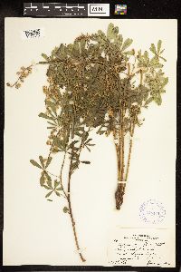 Lupinus argenteus image
