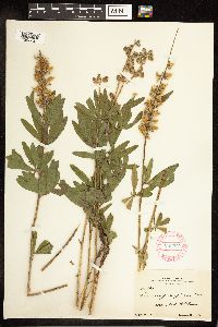 Thumbnail image of current specimen