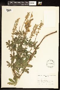 Lupinus argenteus image