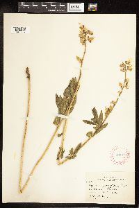 Lupinus argenteus image