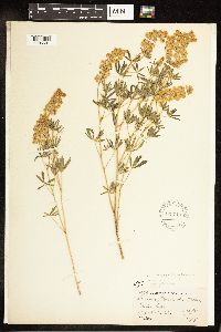 Lupinus parviflorus subsp. floribundus image