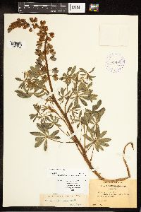 Lupinus perennis image
