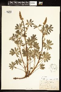 Lupinus perennis image