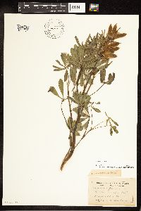 Lupinus perennis image