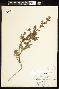 Lupinus perennis image