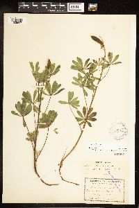 Lupinus perennis image