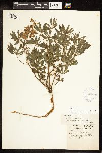 Lupinus perennis image
