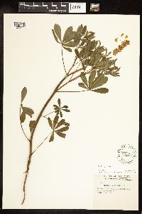 Lupinus perennis image