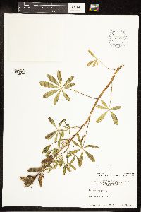 Lupinus perennis image