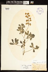 Lupinus perennis image