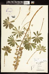 Lupinus perennis image