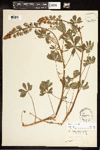 Lupinus perennis image