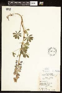 Lupinus perennis image