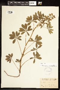 Lupinus perennis image