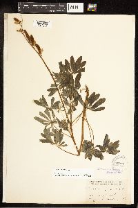 Lupinus perennis image