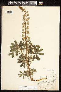 Lupinus perennis image