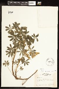 Lupinus perennis image