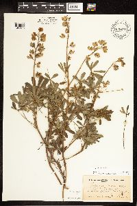 Lupinus perennis image