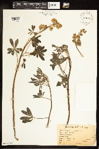 Lupinus perennis image