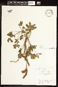 Lupinus perennis image