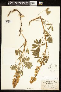 Lupinus perennis image