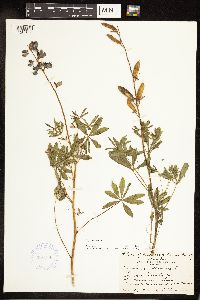 Lupinus perennis image