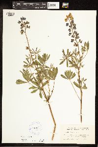 Lupinus perennis image