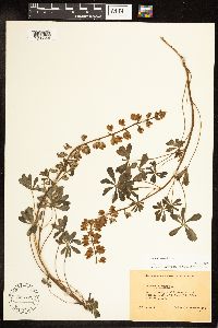 Lupinus perennis image