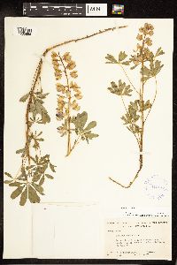 Lupinus perennis image